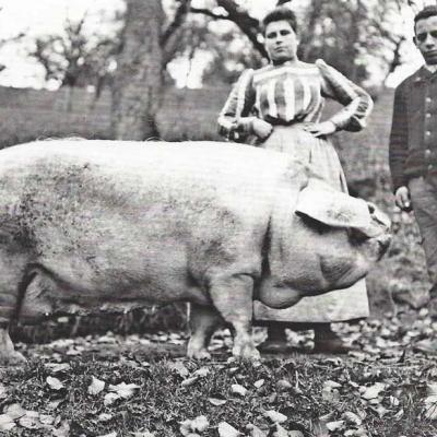 Schweine Mit Auslauf 17 Johann Schaer 1855 1938