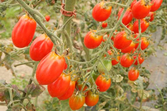 Tomaten «Frisch vor Öli»