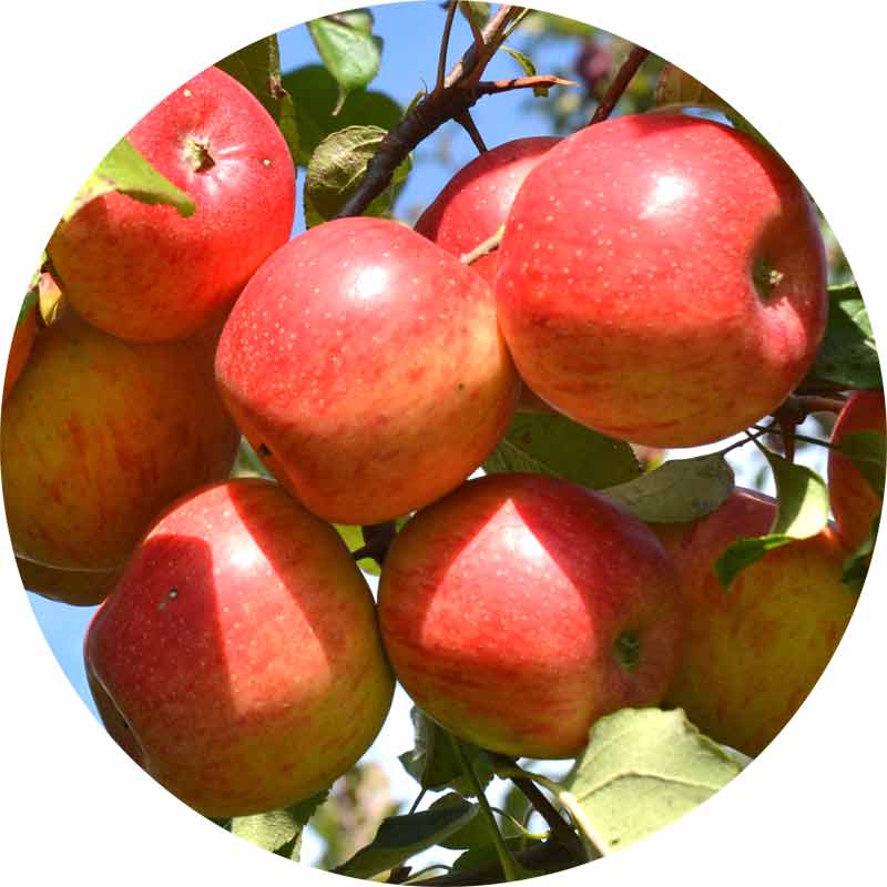 Äpfeln